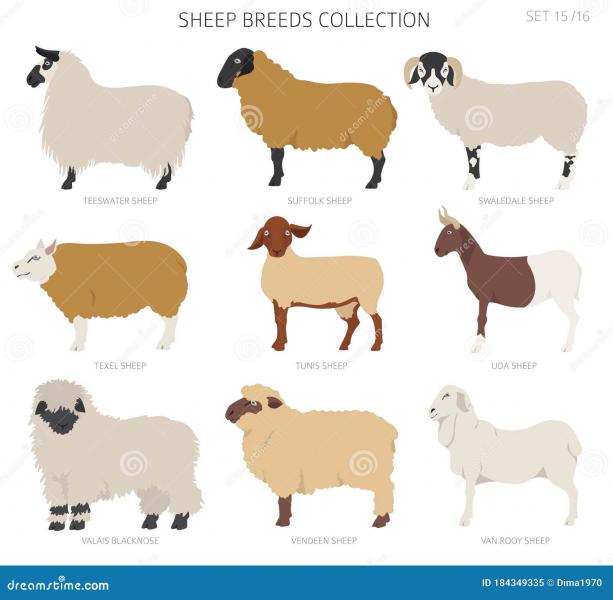 12 popularnych typów ras owiec (ze zdjęciami)