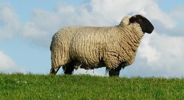 7. Owce mają gruczoły zapachowe w oczach i stopach.