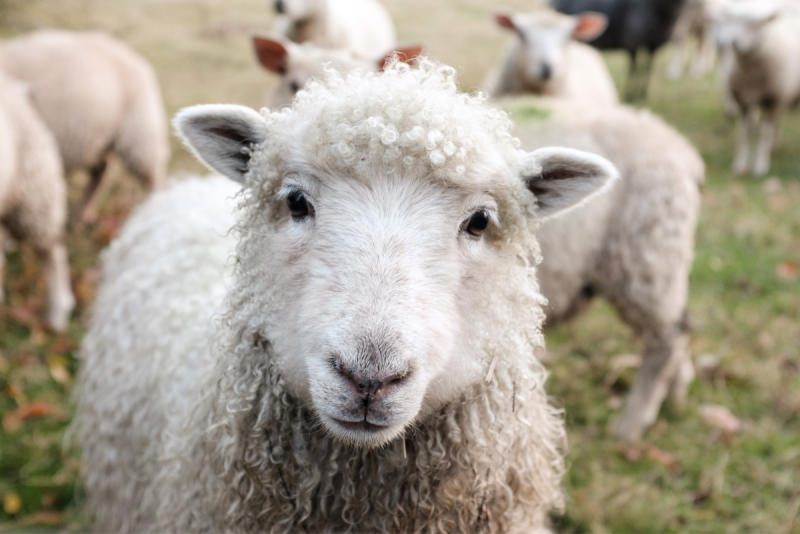15 niezbędnych artykułów dla owiec
