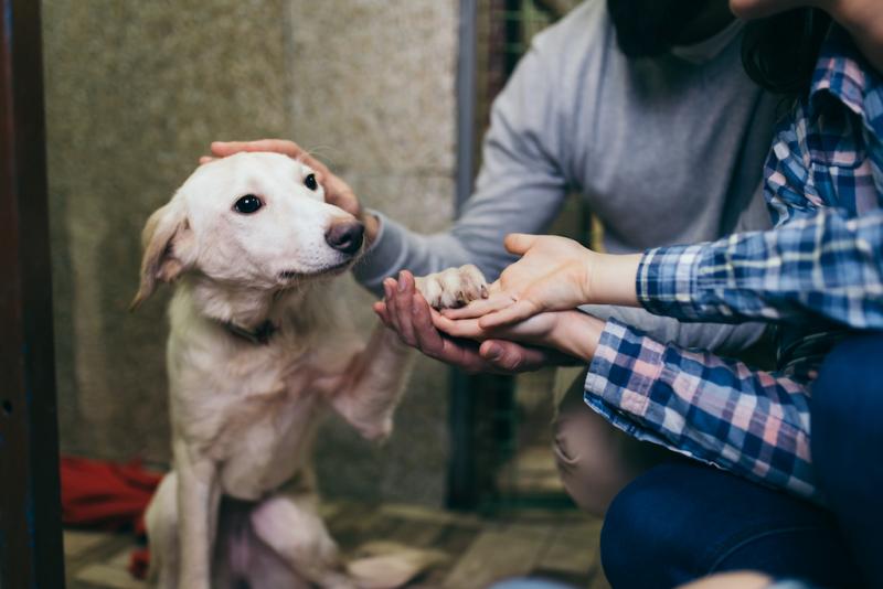 14 faktów na temat psów ze schronisk, które sprawią, że będziesz chciał je adoptować