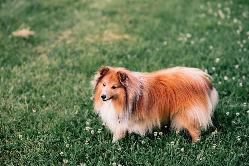 7 problemów zdrowotnych sheltie: Nasz weterynarz wyjaśnia