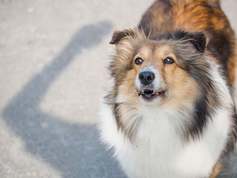 Dlaczego sheltie są tak głośne?