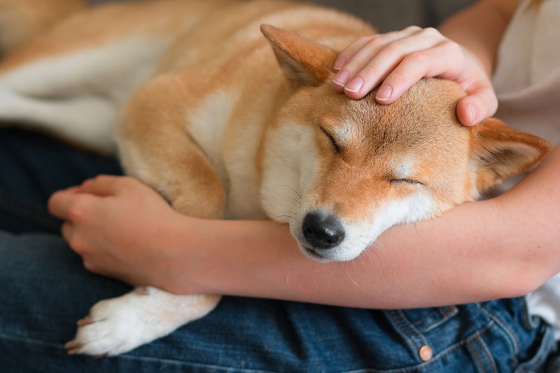 Dlaczego mój Shiba Inu tańczy? 4 prawdopodobne powody