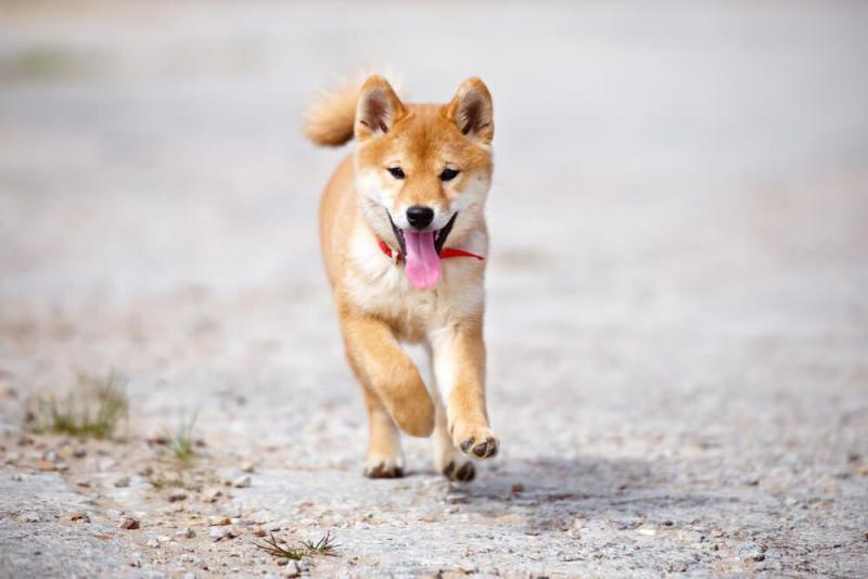 13 zalet i wad Shiba Inu, które musisz znać