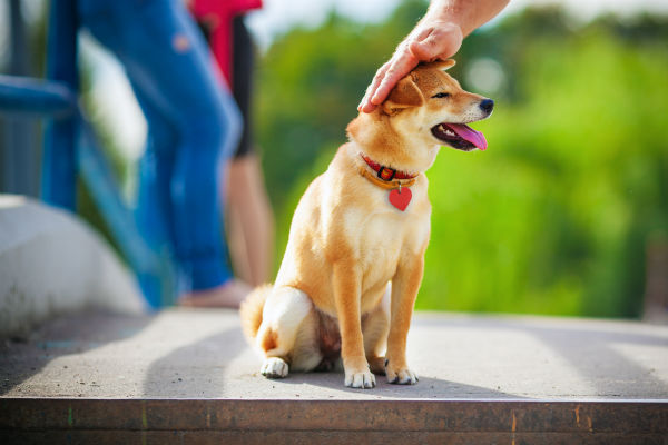 Jakie okoliczności mogą wywołać zazdrość u psów?