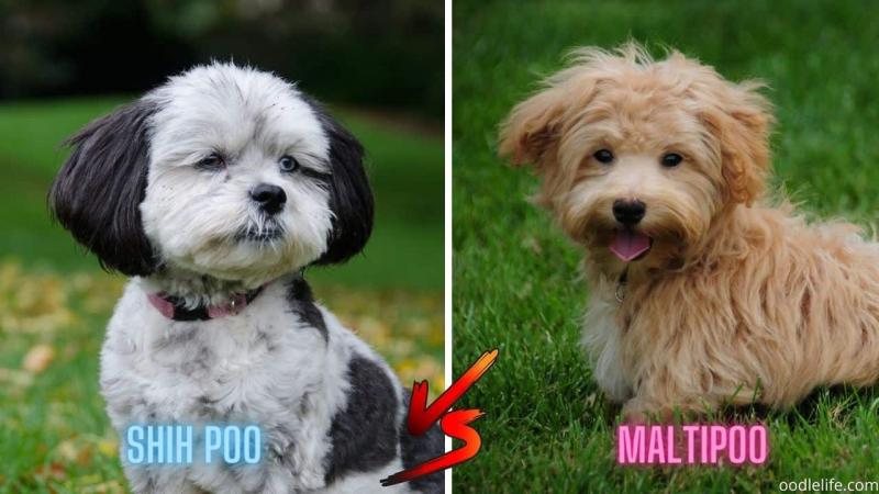 Maltipoo vs Shih Poo: Różnice (ze zdjęciami)