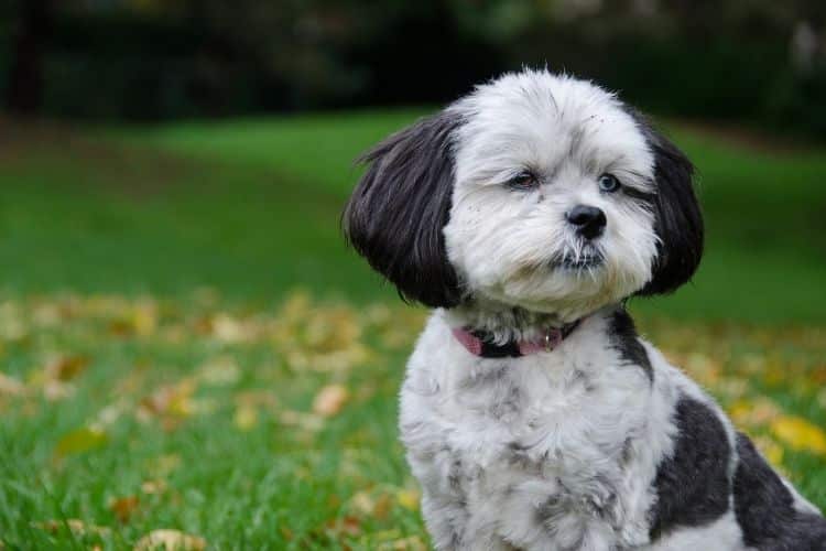 Temperament i inteligencja Shih Poo