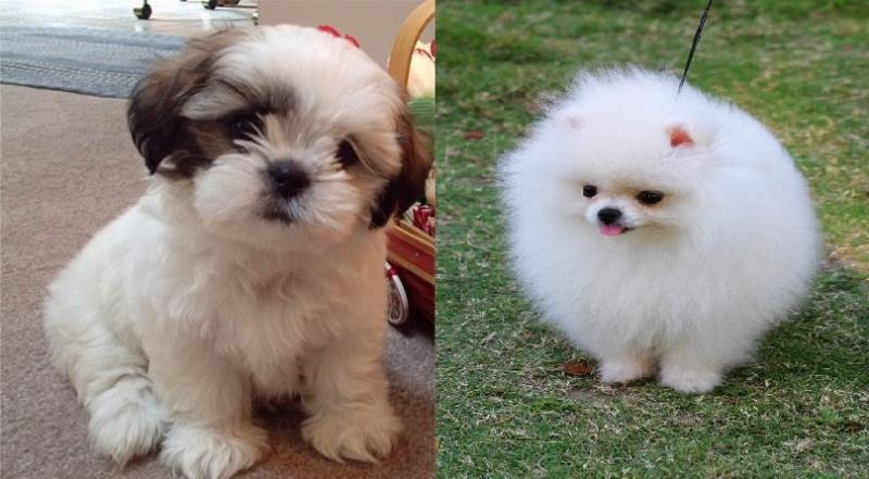 Shih Tzu vs Pomeranian: Różnice (ze zdjęciami)