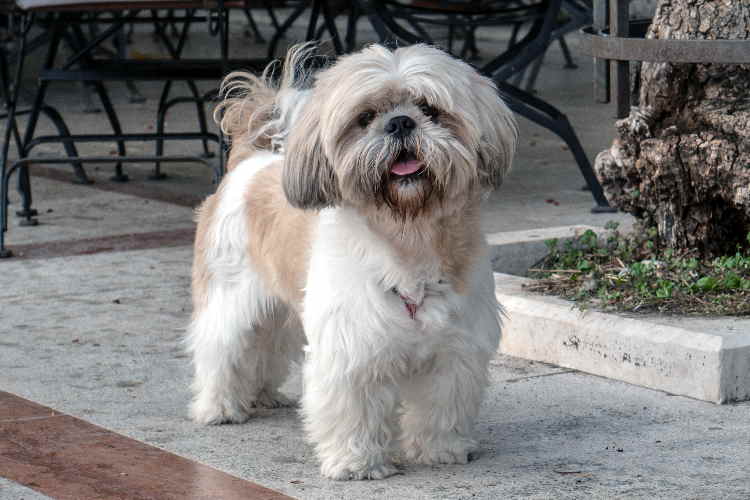 Formalne uznanie białego shih tzu