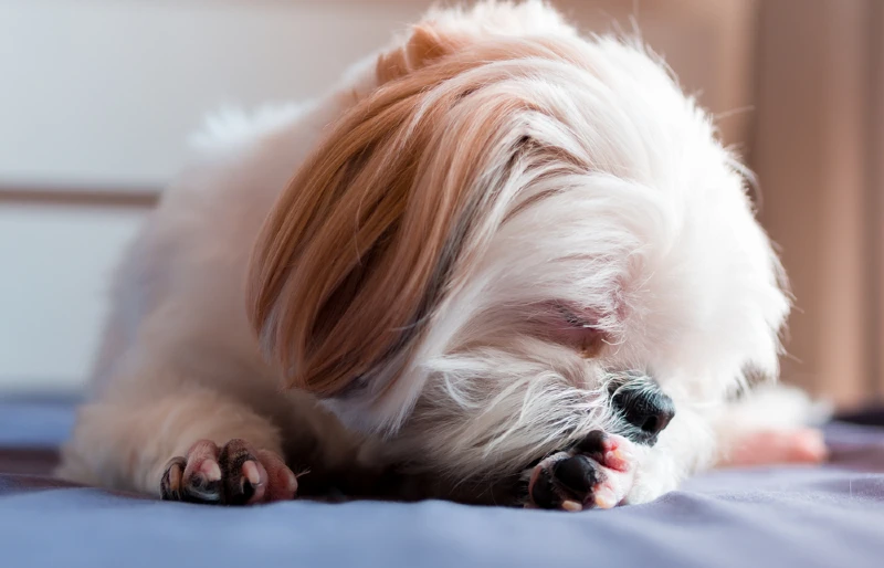 6 najczęstszych powodów, dla których twój shih tzu może lizać łapy