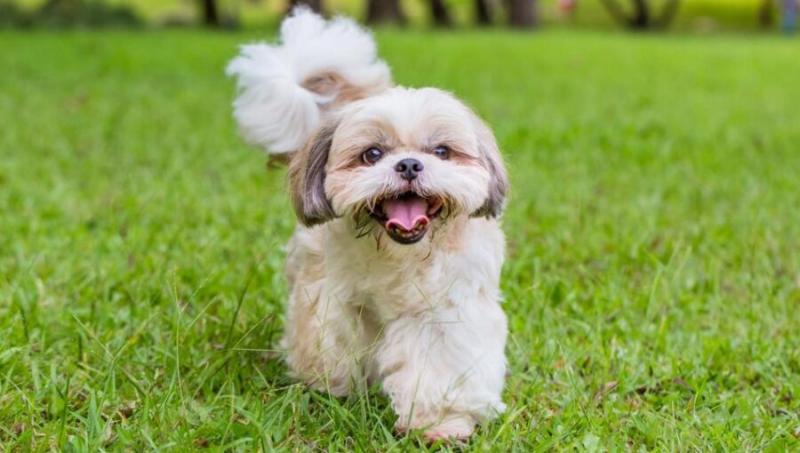 Jak wytresować Shih Tzu - 10 porad ekspertów