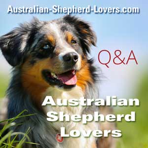 Dlaczego sterylizacja lub kastracja owczarka australijskiego jest ważna?