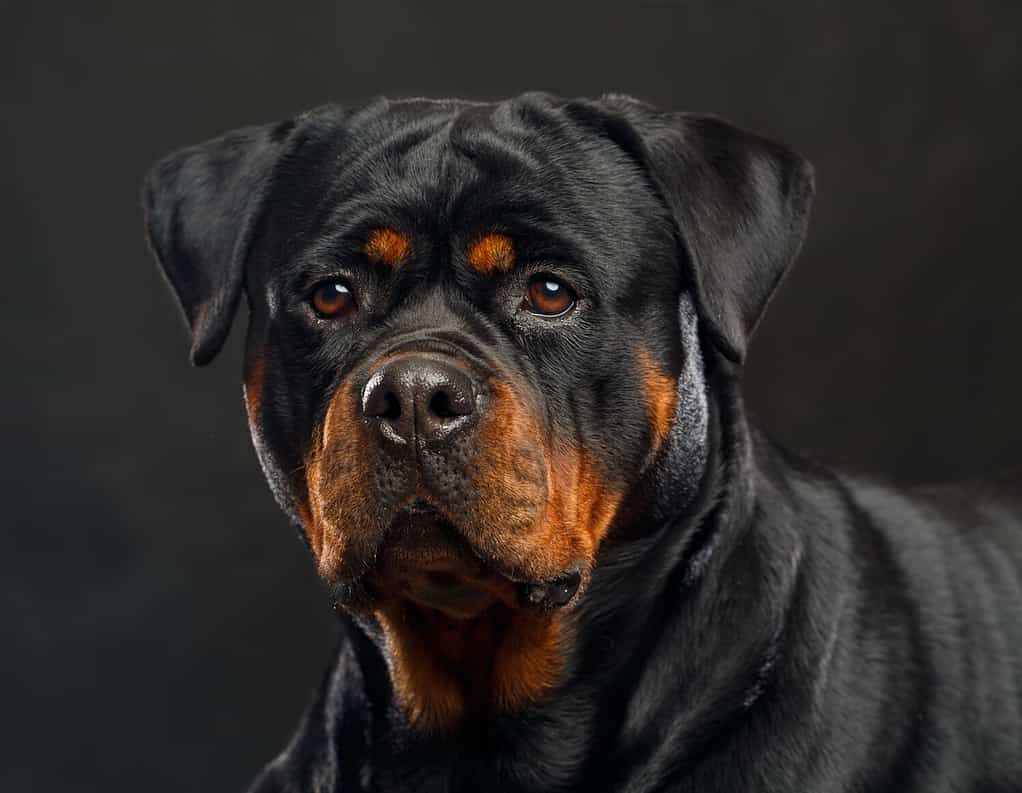 Posłuszeństwo rottweilerów