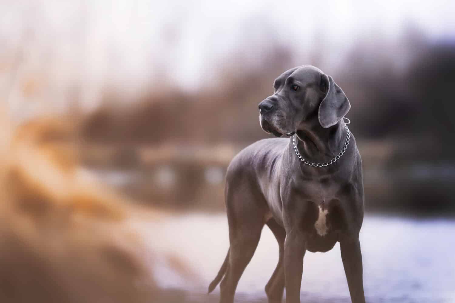 Czekoladowy dog niemiecki: Fakty, pochodzenie i historia