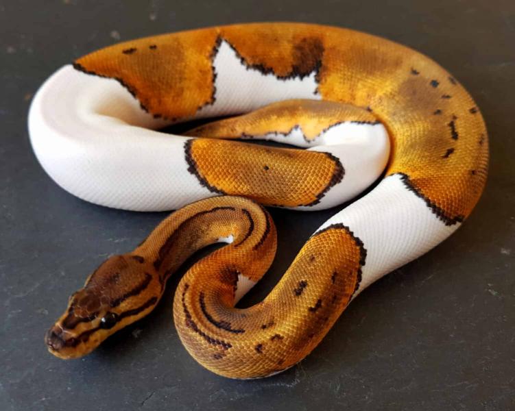 12 najdroższych węży domowych na świecie