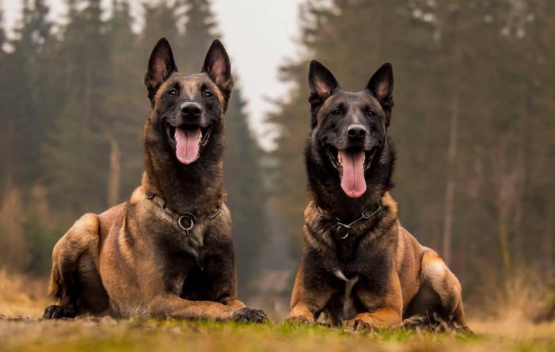 12 Kolorów belgijskich malinois (ze zdjęciami)