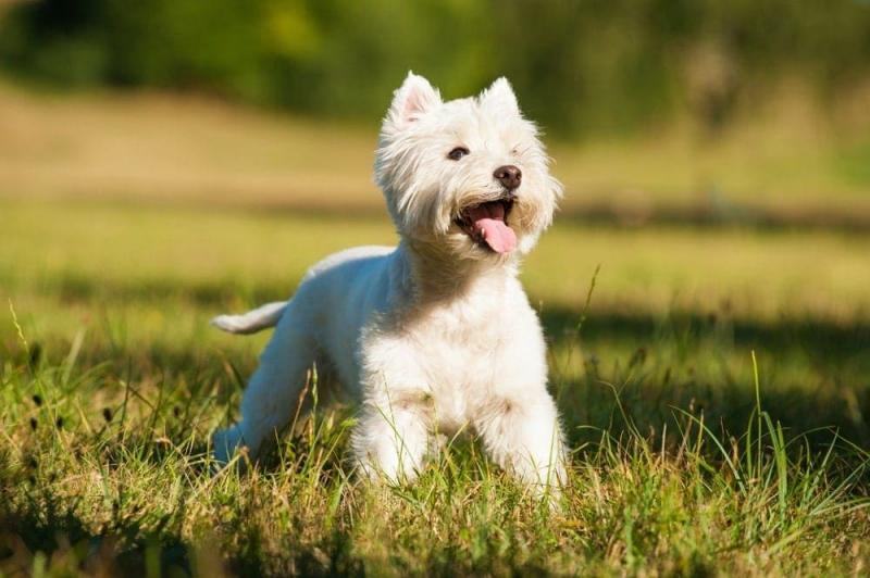 6 wskazówek dotyczących tresury westie