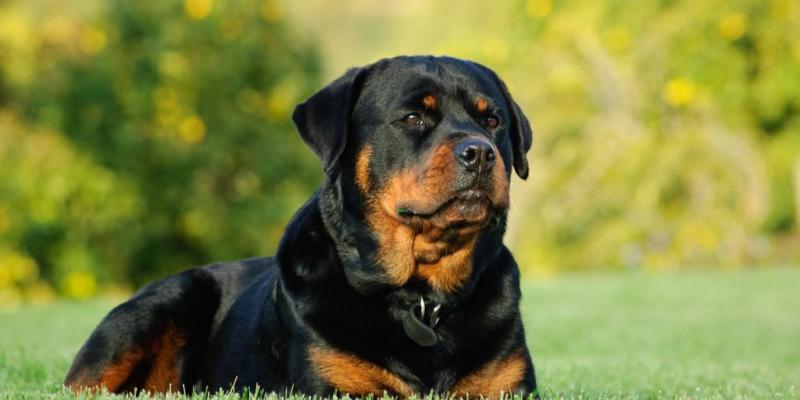 Jak wytresować rottweilera na psa stróżującego (przewodnik krok po kroku)