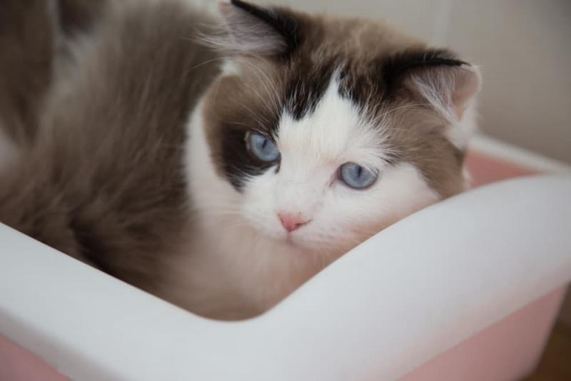 Dlaczego twój kot robi kupę: 8 niepokojących przyczyn (odpowiedź weterynarza)