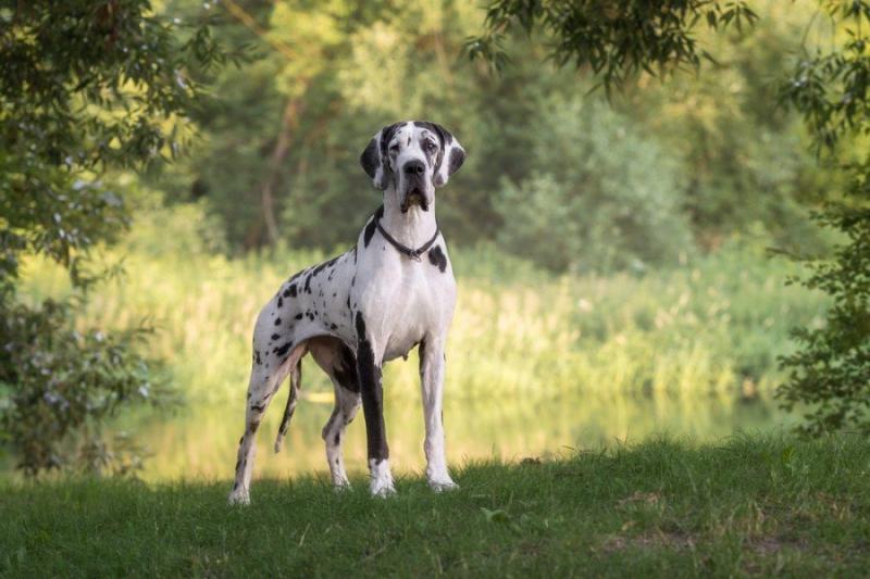 Czy ta rasa dogaduje się z innymi zwierzętami?