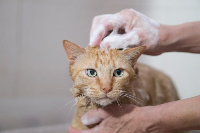 Czy można stosować szampon dla psów u kotów?