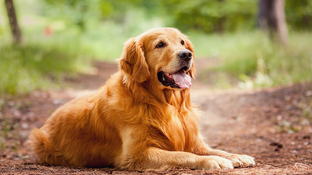 3 najczęstsze problemy skórne u golden retrieverów