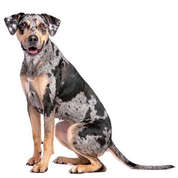 Szczenięta Louisiana Catahoula Leopard Dog