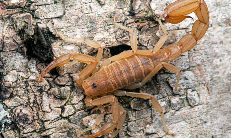 4 skorpiony znalezione w Las Vegas (ze zdjęciami)