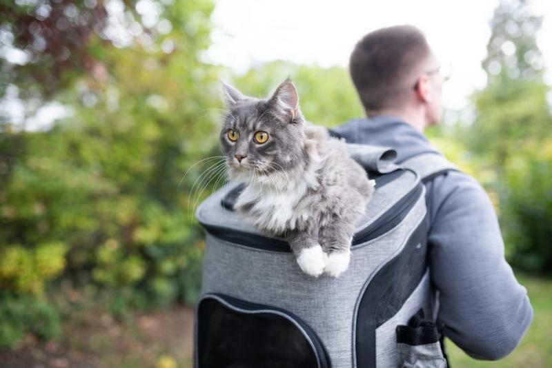 Czy plecaki dla kotów są okrutne?