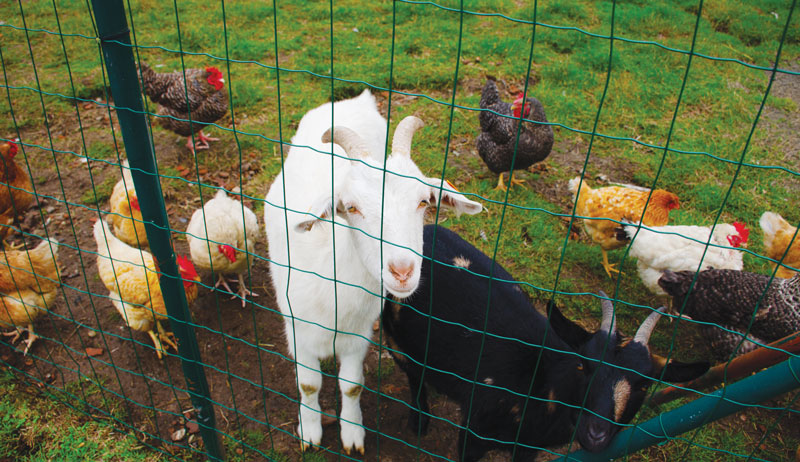 Jak trzymać kozy i kury na tym samym podwórku?