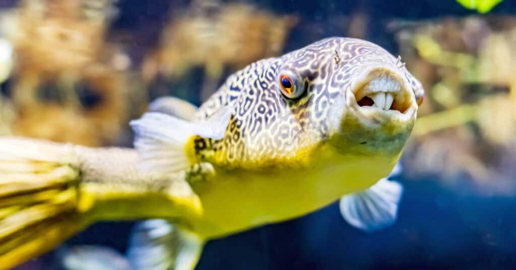 11 rodzajów słodkowodnych ryb rozdymkowatych