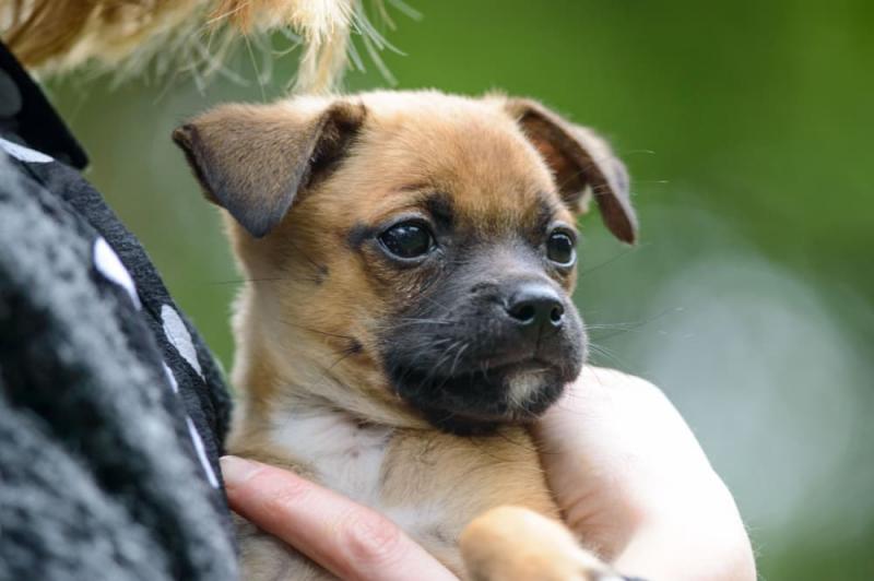 2. Chug (Chihuahua x mieszanka mopsów)