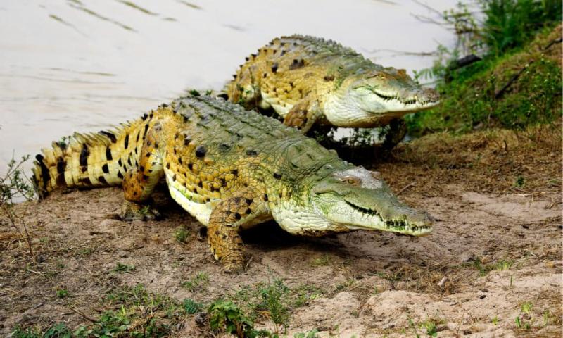 1. Krokodyl słonowodny