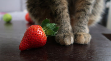 Czy koty mogą jeść warzywa?