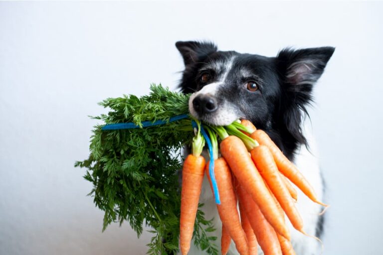 Czy psy z zapaleniem trzustki mogą jeść marchewkę? Fakty zatwierdzone przez weterynarza i często zadawane pytania
