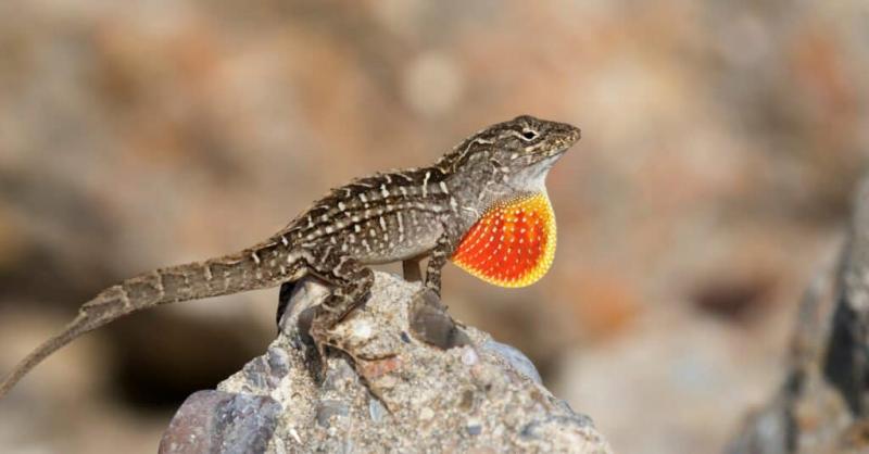 2. Cuban Knight Anole