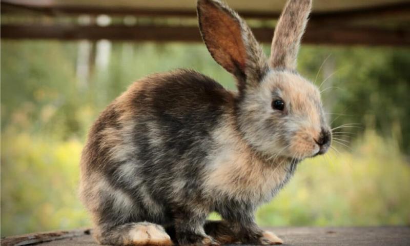 Utrzymanie królika rasy brązowy kasztan lotaryński w zdrowiu