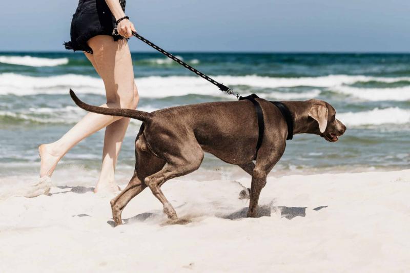 4. Plaża Beasley Park, położona w hrabstwie Okaloosa, to kolejne popularne miejsce przyjazne psom. Plaża ta oferuje wydzielony obszar specjalnie dla psów, wraz ze stacjami na odpady i fontannami z wodą. Znajdują się tam również stoły piknikowe i pawilony, w których można odpocząć i cieszyć się piknikiem ze swoim futrzanym przyjacielem.