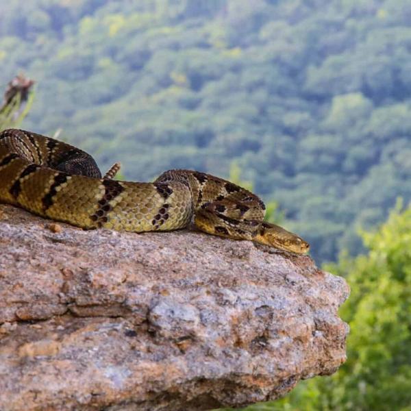 7 węży występujących w Kentucky