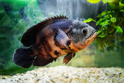 9. Pływające pałeczki do pielęgnic TetraCichlid