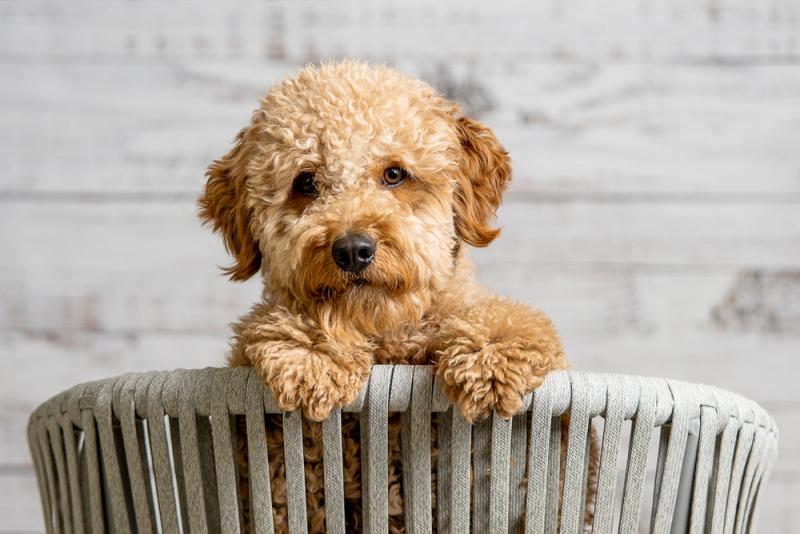 Charakterystyka Goldendoodle