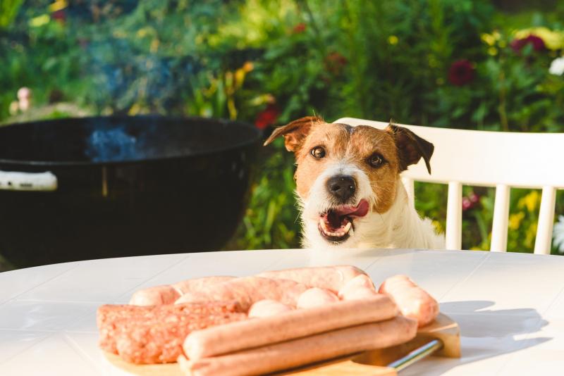 Czy psy mogą jeść kiełbasę? Fakty i najczęściej zadawane pytania