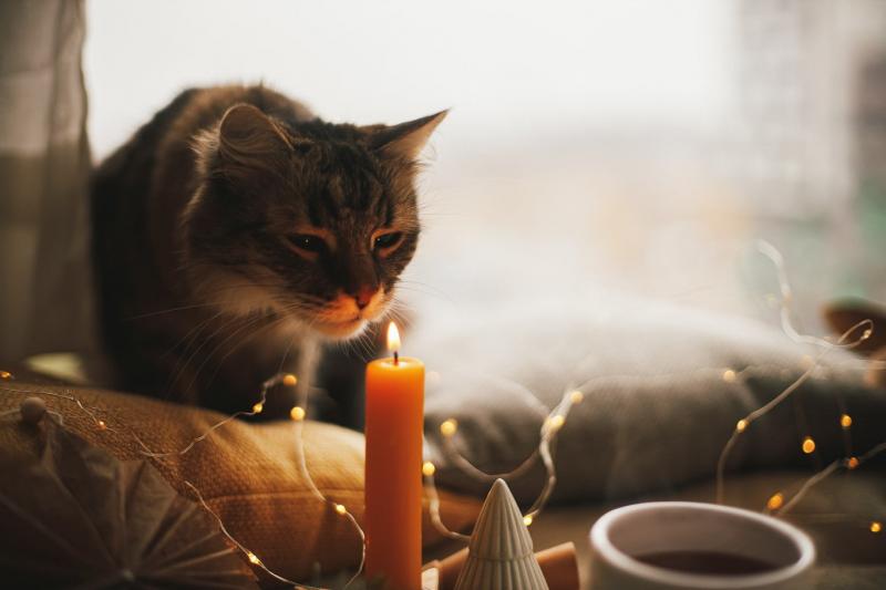 Koty wokół świec