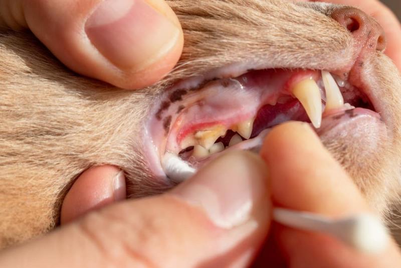 Szczotkowanie zębów u kota jest łatwe