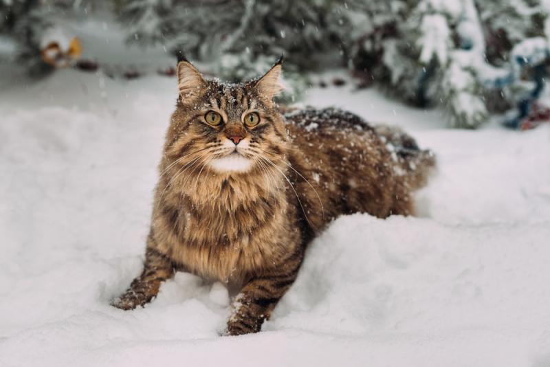 Czy koty mogą zarazić się pchłami zimą? Fakty i najczęściej zadawane pytania