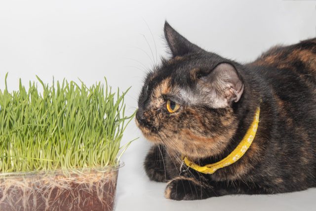 6. Petlinks Nibble-Licious Organiczne nasiona trawy dla kotów