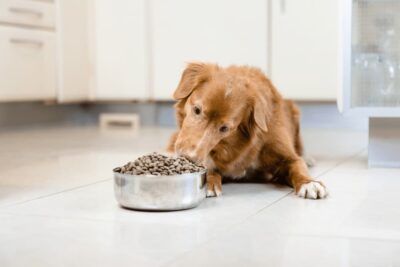 4. Hill's Prescription Multicare Sucha karma dla psów - najlepsza dla szczeniąt