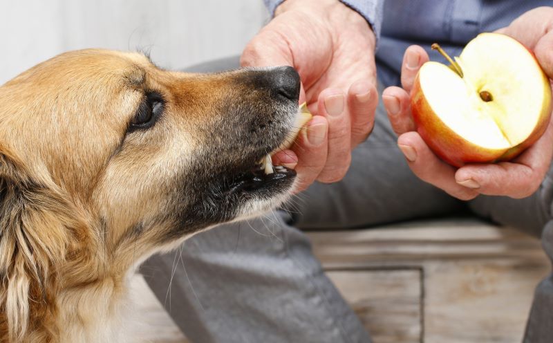 Czy psy mogą jeść zielone jabłka? Fakty potwierdzone przez weterynarza!