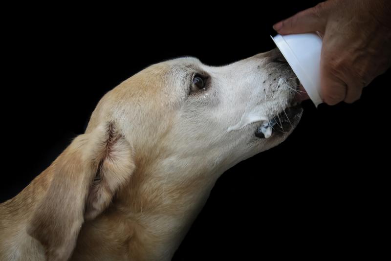 Czy psy mogą jeść jogurt grecki?