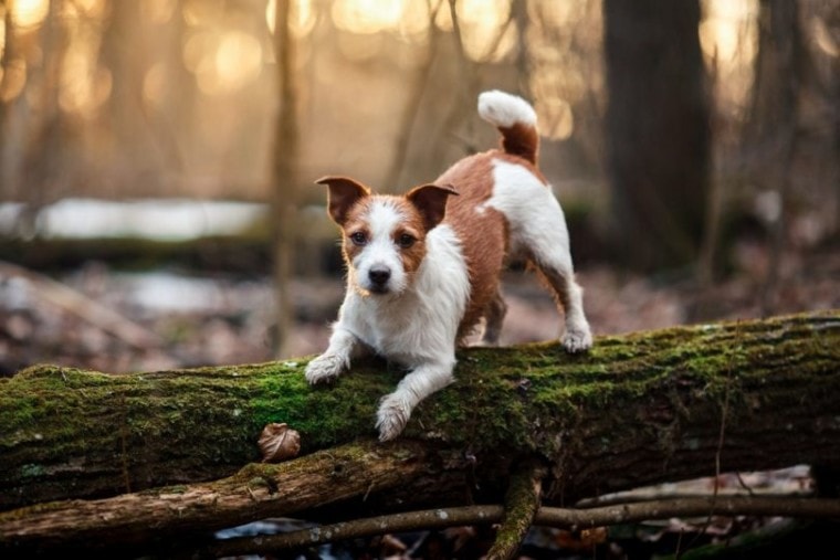 21 mieszanek Jack Russell Terrier (ze zdjęciami)